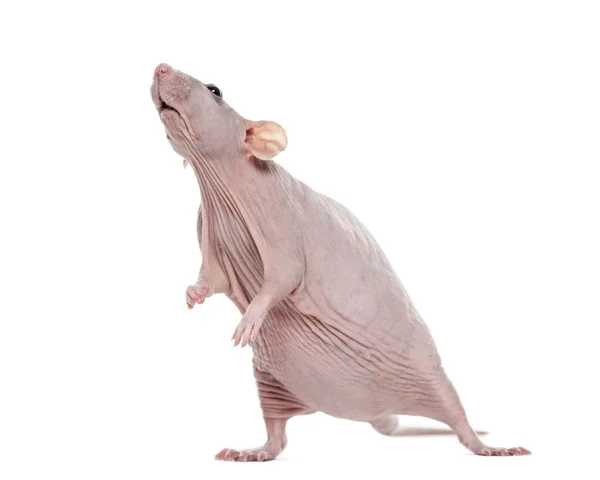 Бесшерстная крыса, изолированная на белом — стоковое фото
