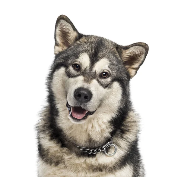 Nahaufnahme eines Huskys — Stockfoto