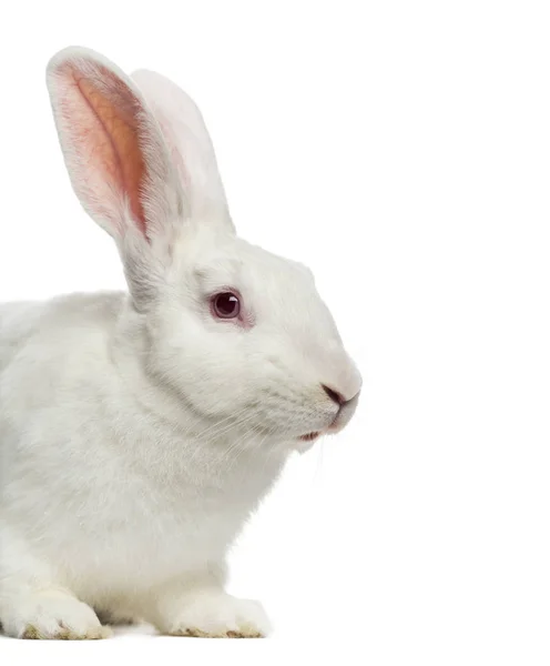 Nahaufnahme weißes Kaninchen (7 Monate alt)) — Stockfoto