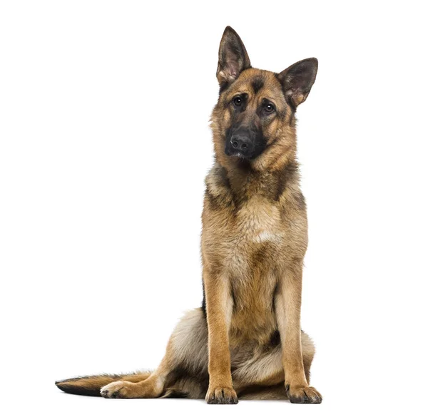 Német Pásztor kutya (1 éves) — Stock Fotó
