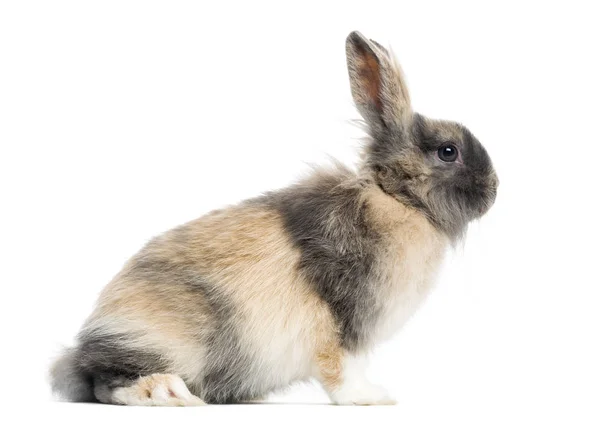 Kaninchen (4 Monate alt) — Stockfoto