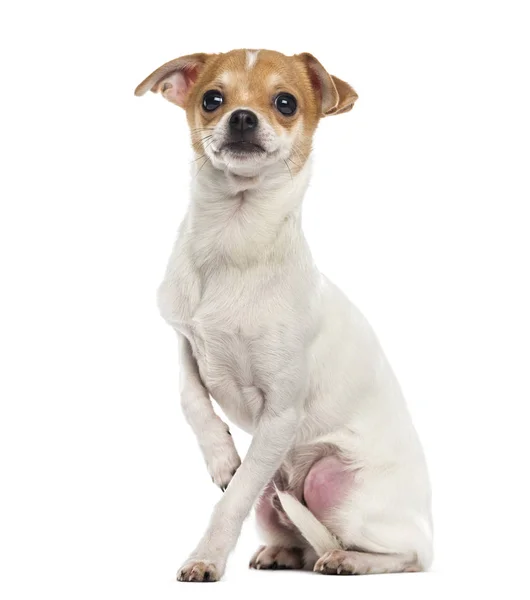 Chihuahua pup (5 maanden oud) — Stockfoto