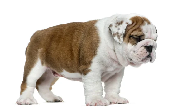 Engels bulldog puppy in de voorkant van witte achtergrond — Stockfoto