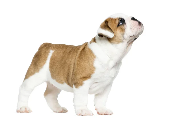 白い背景の前に英語のブルドッグ子犬 — ストック写真