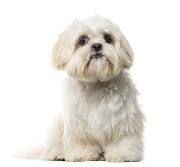 Shih Tzu cachorro (6 meses de edad) delante de un fondo blanco — Foto de Stock