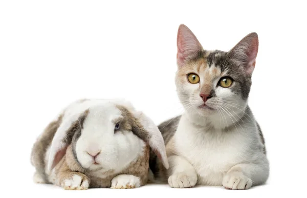 Cat and rabbit in front of a white background — Stock Photo, Image