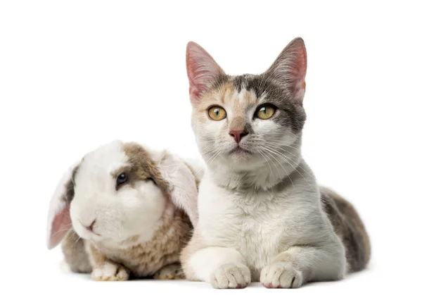 Kedi ve beyaz arka plan önünde tavşan — Stok fotoğraf
