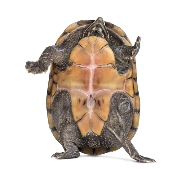 Жіноча смугаста брудна черепаха (4 роки), Kinosternon bauri, sta — стокове фото