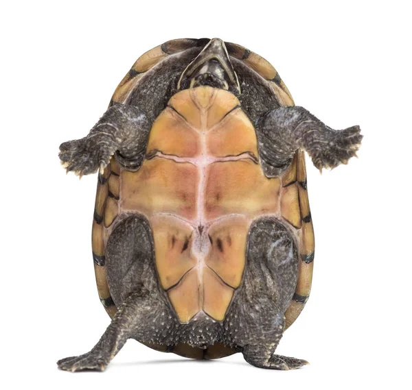 Tortuga de barro rayada hembra (4 años), Kinosternon baurii, sta — Foto de Stock