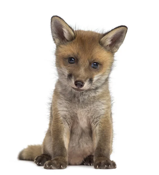 Fox cub (7 weeks old) sitting in front of a white background — Stock Photo, Image