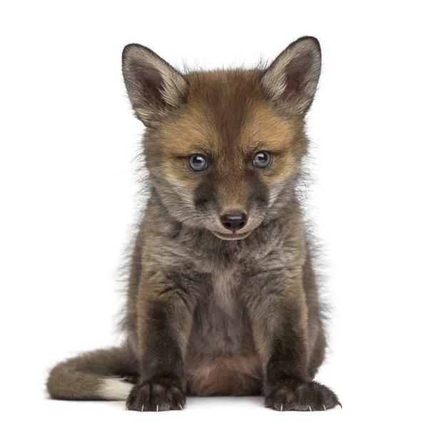 Fox cub (7 veckor gamla) sitter framför en vit bakgrund — Stockfoto