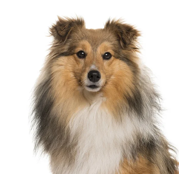 Close-up of a Shetland Sheepdog in front of a white background — Stock Photo, Image