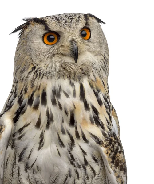 Close-up of a Siberian Eagle Owl - Bubo bubo (3 years old) in fr — Stock Photo, Image