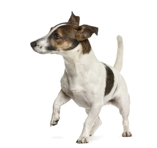 Jack Russell frente a un fondo blanco — Foto de Stock