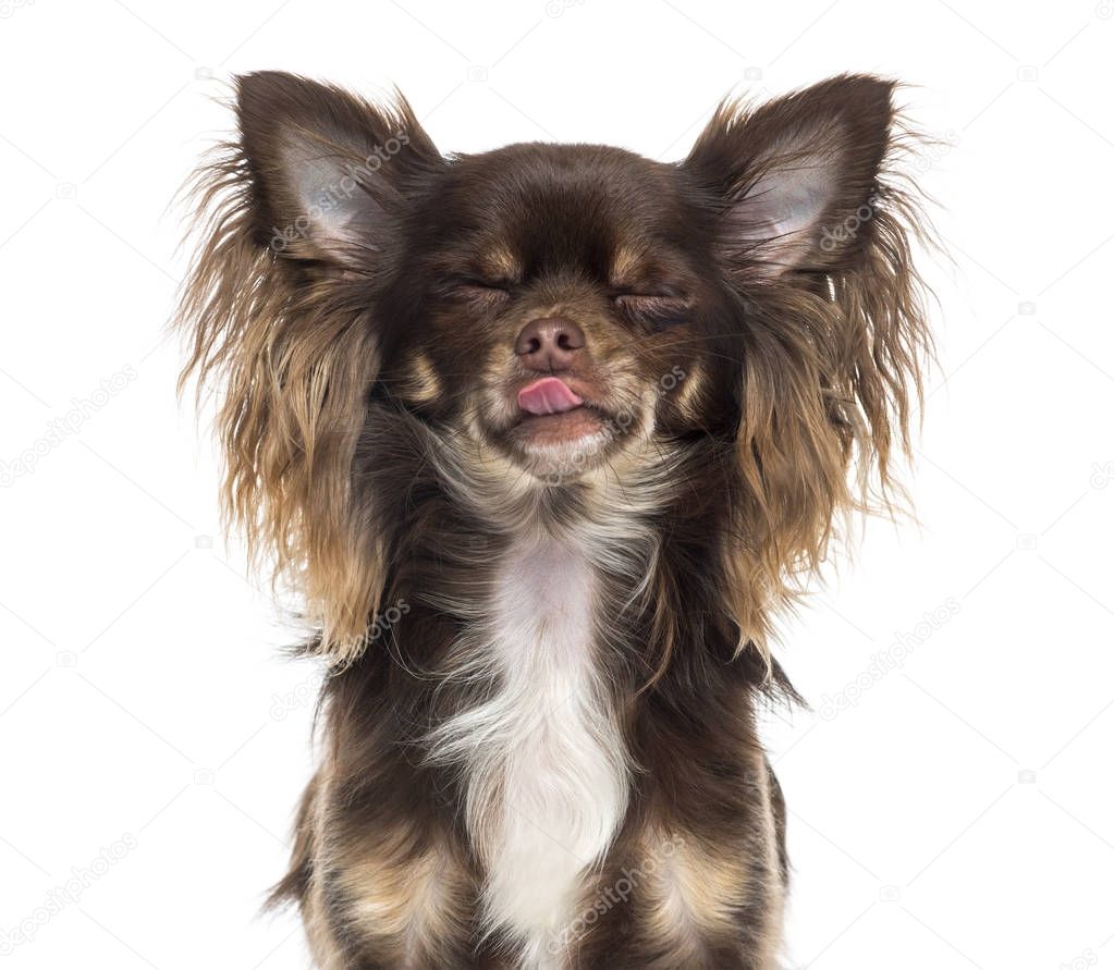 Chihuahua sticking the tongue out, eyes closed