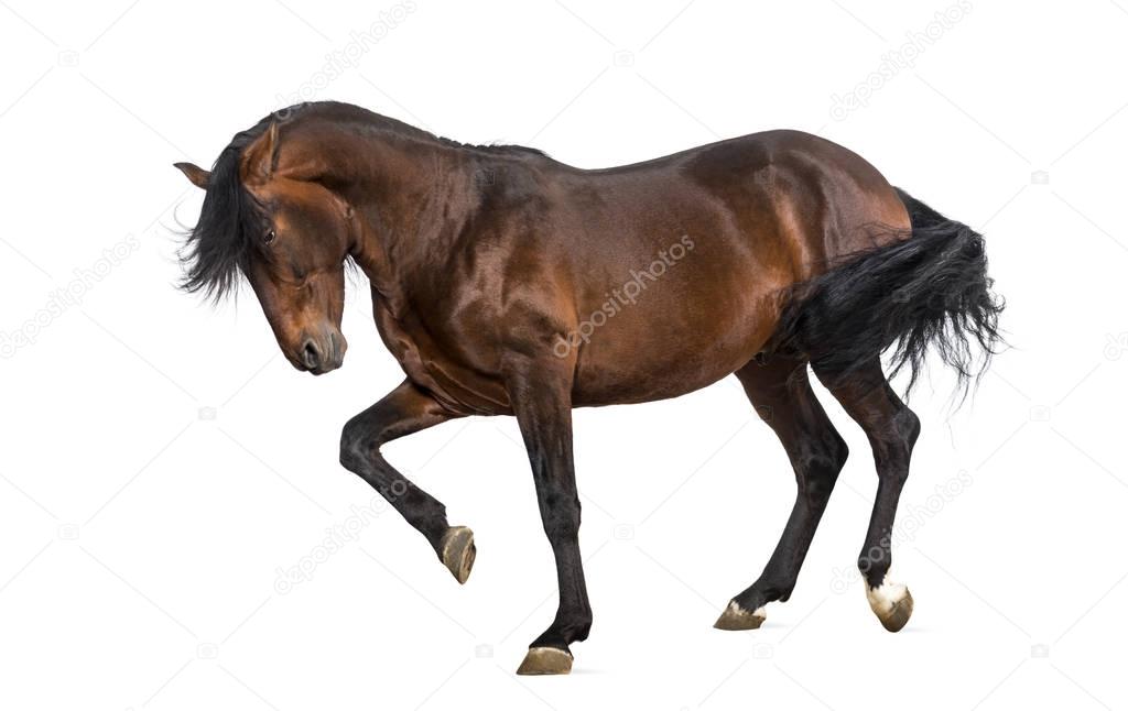 Andalusian horse trotting isolated on white