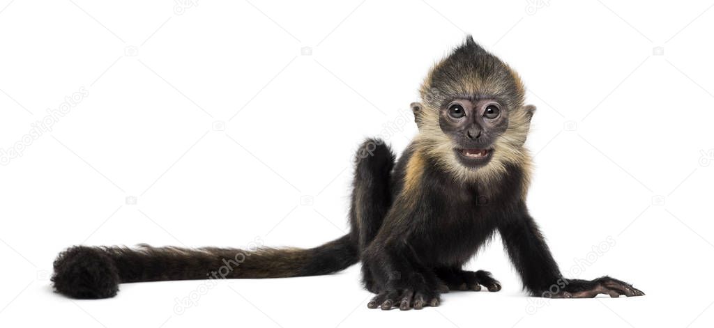 Baby Francois Langur (4 months)