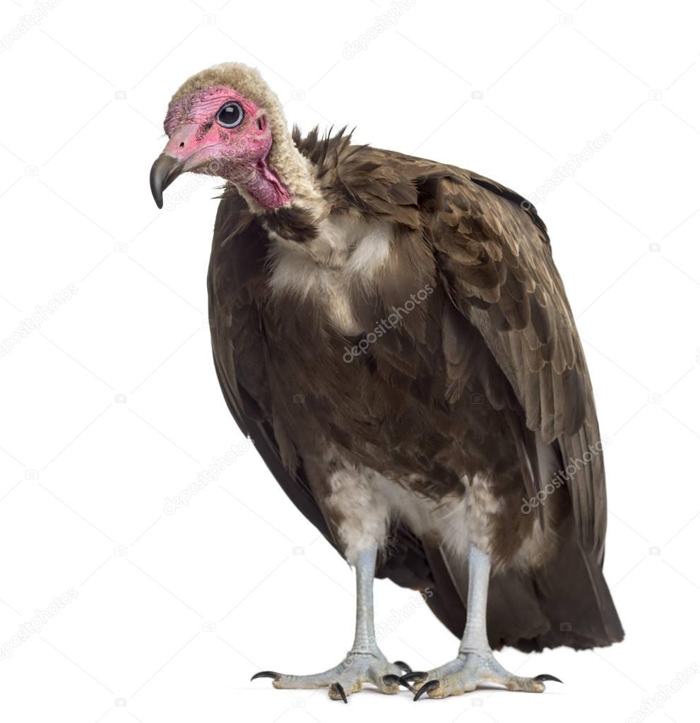 Hooded vulture - Necrosyrtes monachus (11 years old) in front of