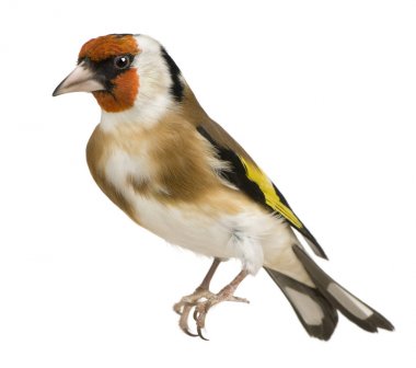 Saka kuşu, Carduelis carduelis, beyaz arka plan önünde tünemiş