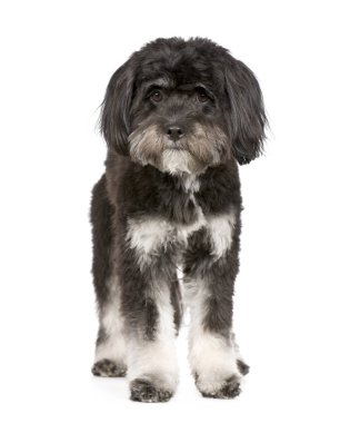 Tibet Terrier (9 ay)