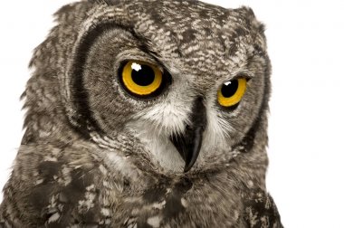 Benekli kartal-baykuş - Bubo africanus (8 ay)