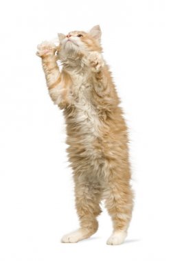 Sibirya kedisi (12 hafta) 