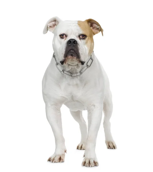 American Bulldog (4 jaar) — Stockfoto