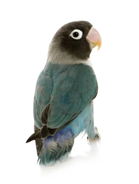 Niebieski zamaskowany czarnogłowa - agapornis personata — Zdjęcie stockowe