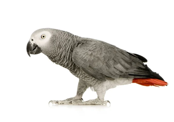 African Grey Parrot - Psittacus erithacus — Stock Photo, Image