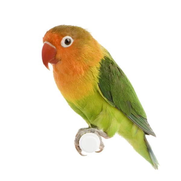 Peach-faced Lovebird — Stock Photo, Image