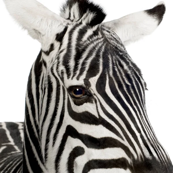 Zebra framför en vit bakgrund — Stockfoto