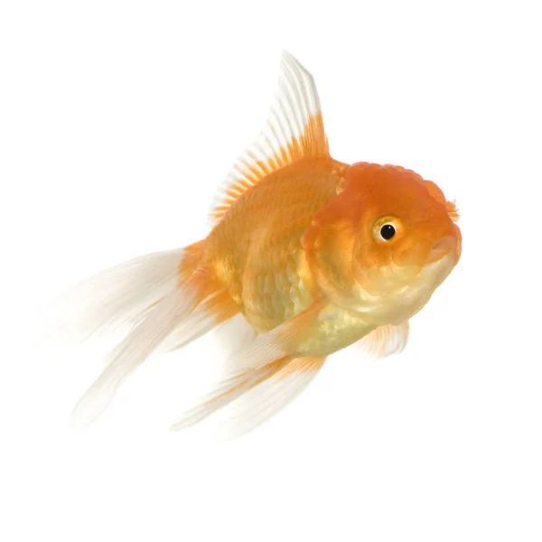Goldfisch - carassius auratus auratus — Stockfoto