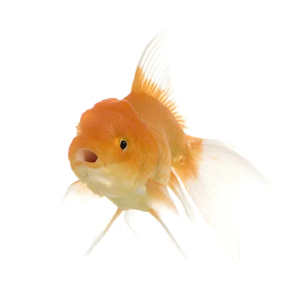 Золотая рыбка - Carassius auratus auratus — стоковое фото