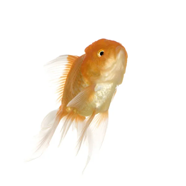 Goldfish Carassius auratus auratus — Stok Foto