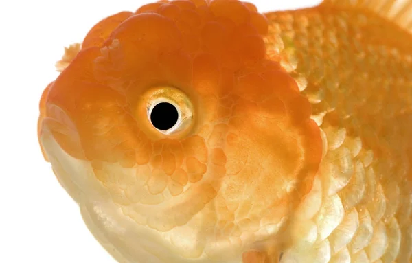 Goldfish - Carassius auratus auratus — Stock Photo, Image