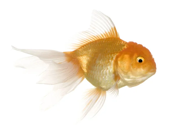 Goldfish - carassius hava hava — Stok fotoğraf