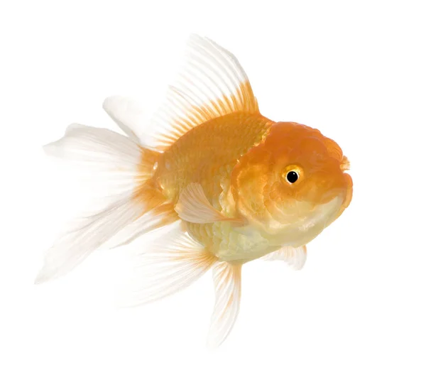 Złota rybka - carassius auratus auratus — Zdjęcie stockowe