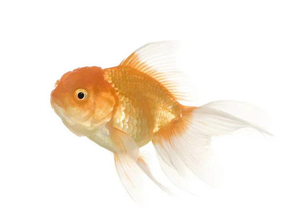 Guldfisk - carassius auratus auratus — Stockfoto