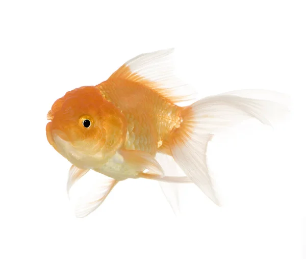 Goldfisch - carassius auratus auratus — Stockfoto