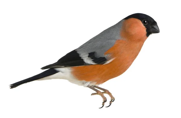 Eurasian Bullfinch, Pyrrhula pyrrhula, em frente ao backgro branco — Fotografia de Stock