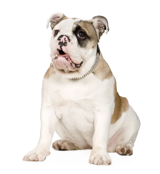 İngilizce Bulldog (5 ay) — Stok fotoğraf