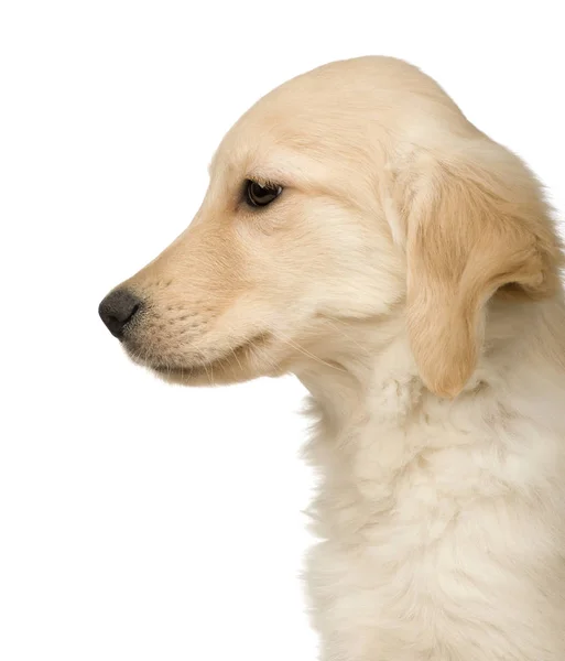 Golden Retriever (3 months) — Stock Photo, Image