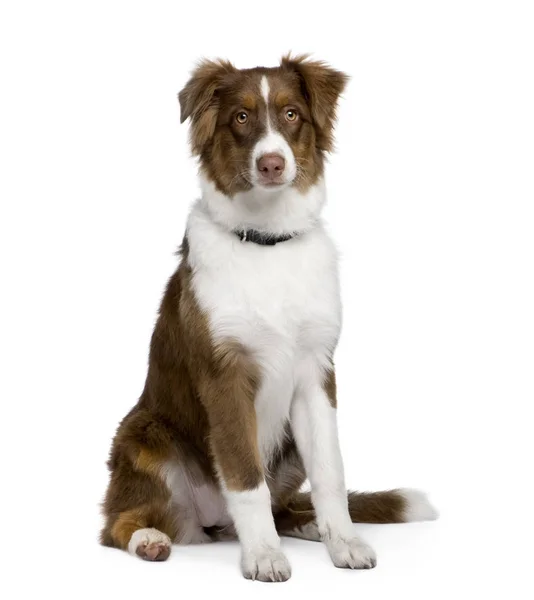 Valp australian shepherd (5 månader) — Stockfoto