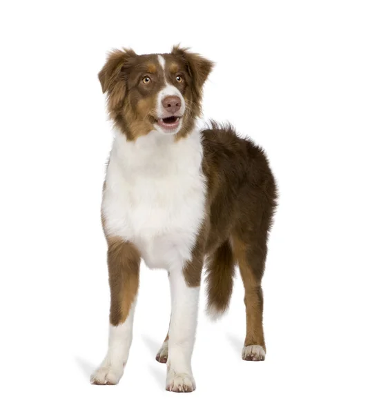 Puppy australian shepherd (5 months) — Stock Photo, Image