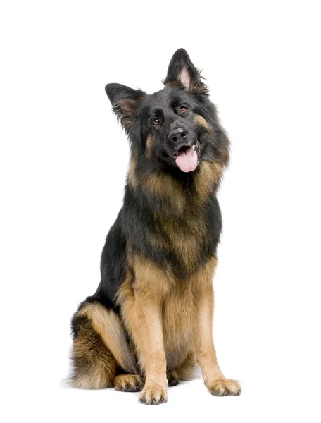 German shepherd (3 years) — Stock Photo, Image