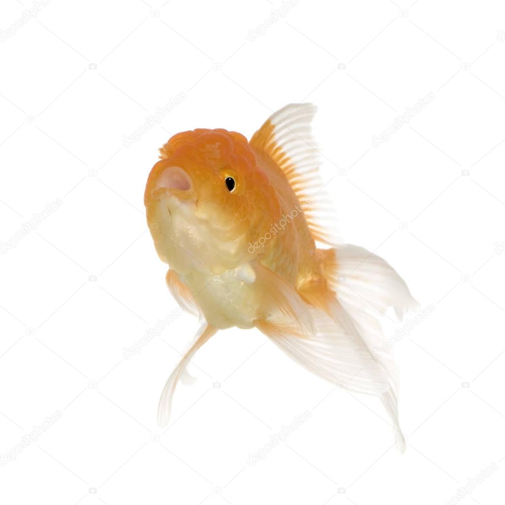 Goldfish - Carassius auratus auratus