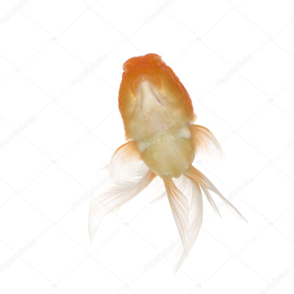 Goldfish - Carassius auratus auratus