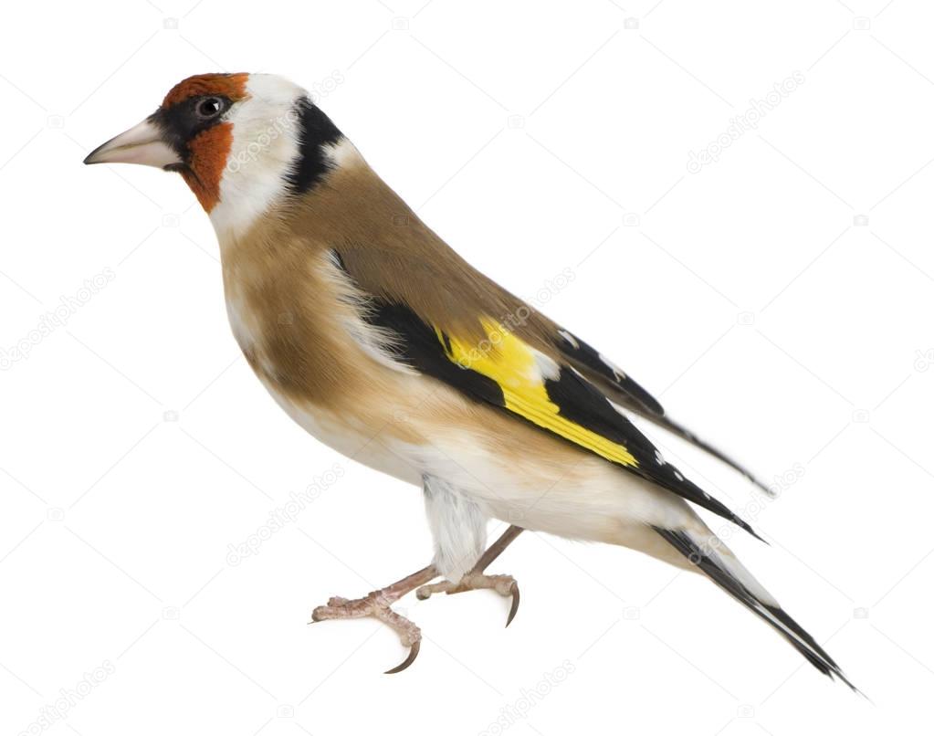 European Goldfinch, Carduelis carduelis, perched in front of white
