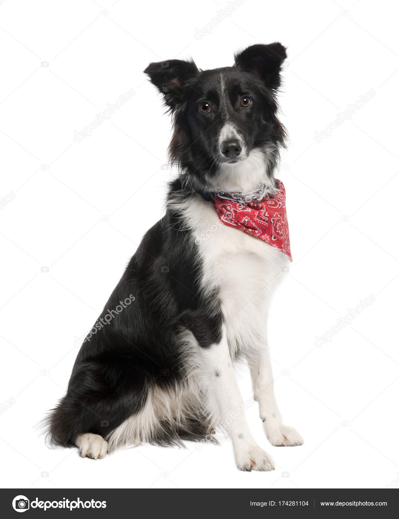 Border Collie dog wearing handkerchief Stock Photo by lifeonwhite