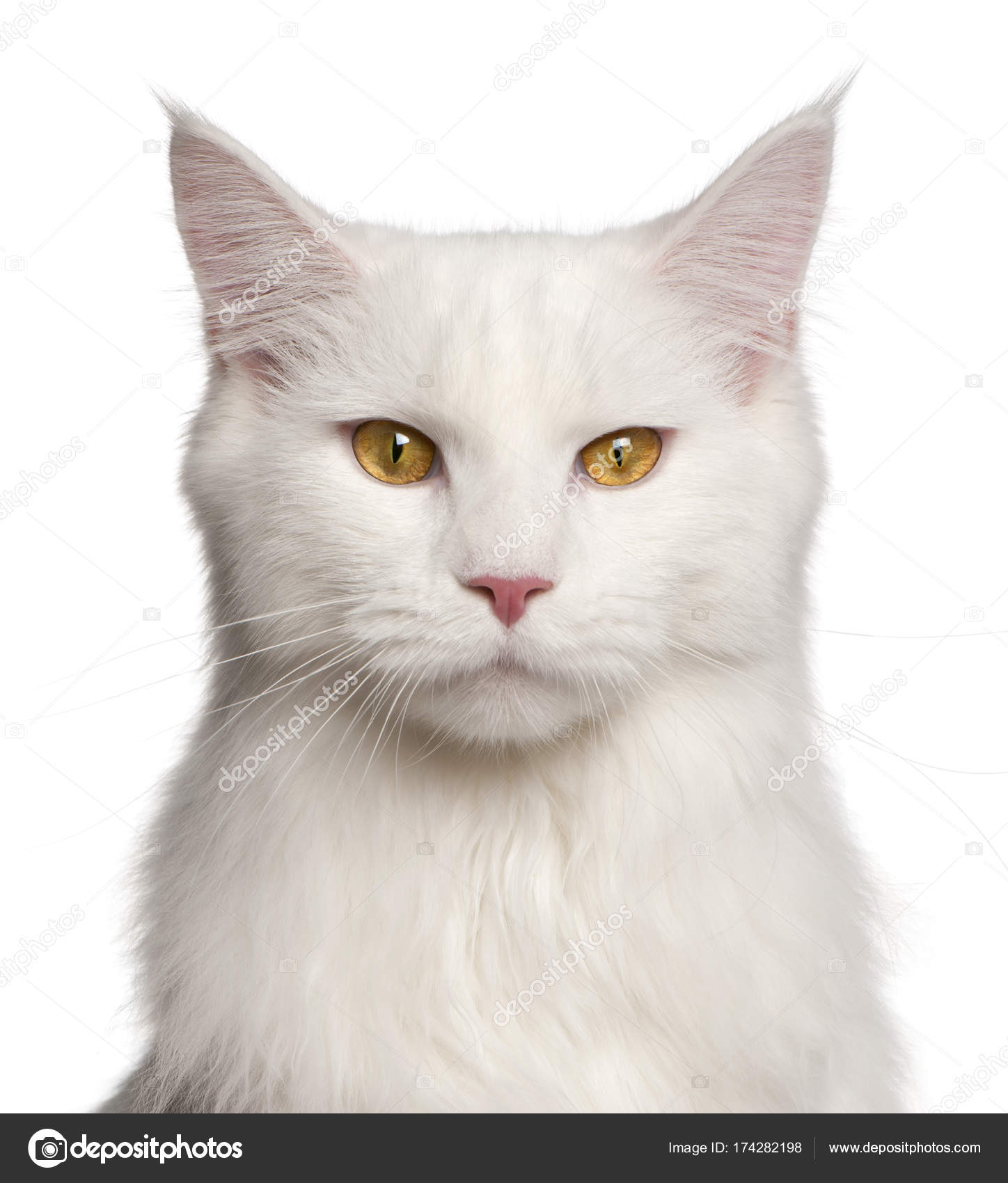 Maine Coon cat, 8 months old, portrait in front of white background